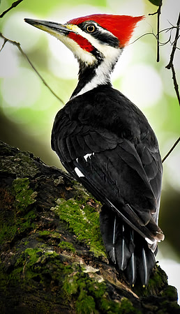 pileated woodpecker 001 22 small