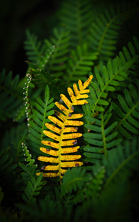 florida fall 001 small
