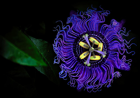 passion flower electric blue 001 small