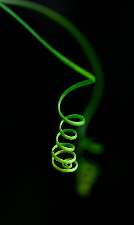 tendrils 001 small