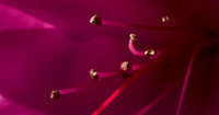 azalea 002