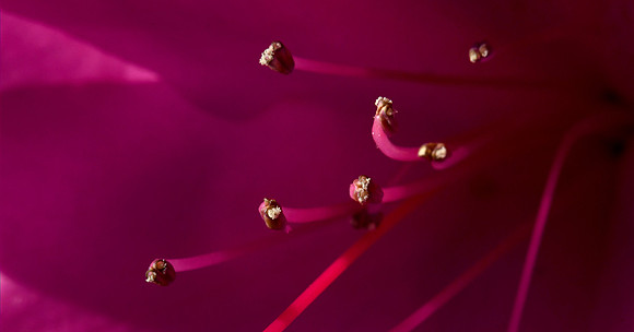 azalea 002