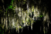 SPANISH MOSS morning light  003