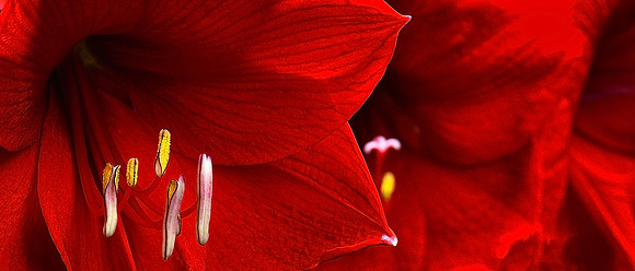 amaryllis detail 001