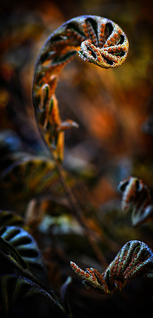 resurection fern on live oak 002