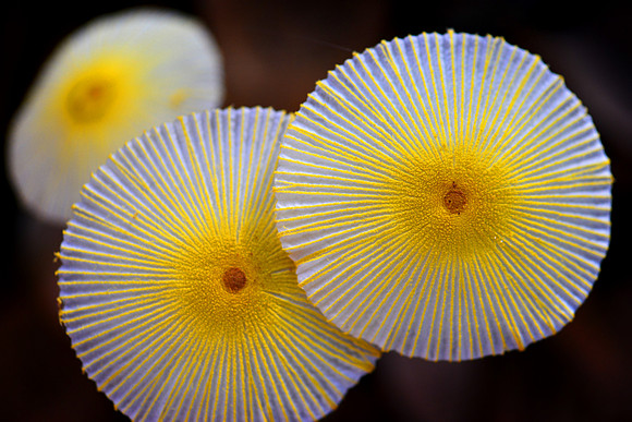 Mushrooms yellow absract 001