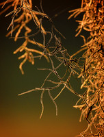 spanish moss 001