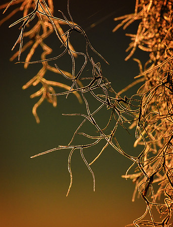 spanish moss 001
