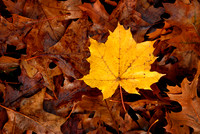 Illinois Fall Leaves 001 full frame