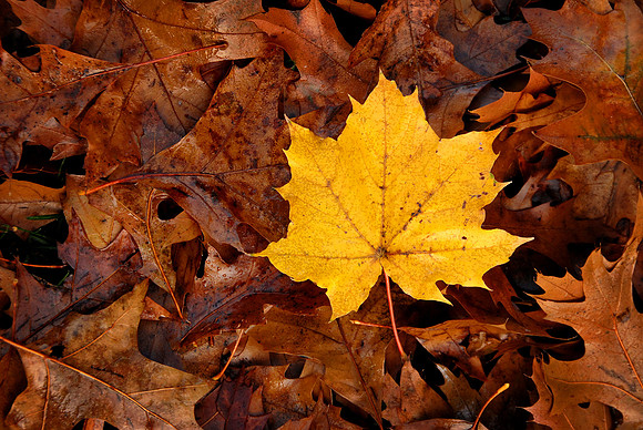 Illinois Fall Leaves 001 full frame
