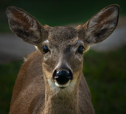 Key Deer 001 ver 2 small