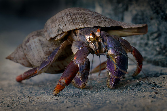 Hermit Crab 002 small