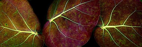 sea grapes 001 V 2 small