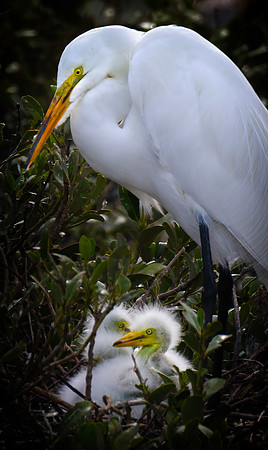 Bird Island 001