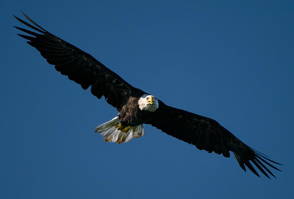 Minnesota Eagle 002 small