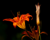 wood lilly 001 small