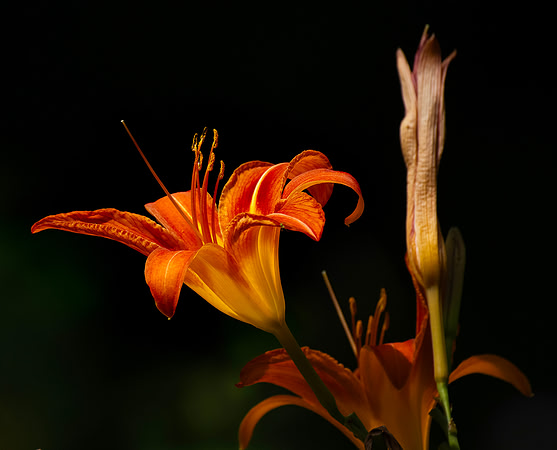 wood lilly 001 small