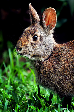 rabbit front yard 001