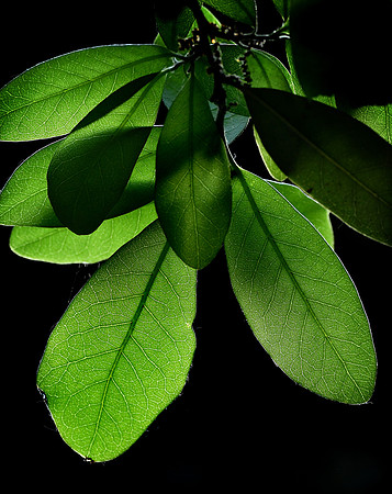 oak leaves 001