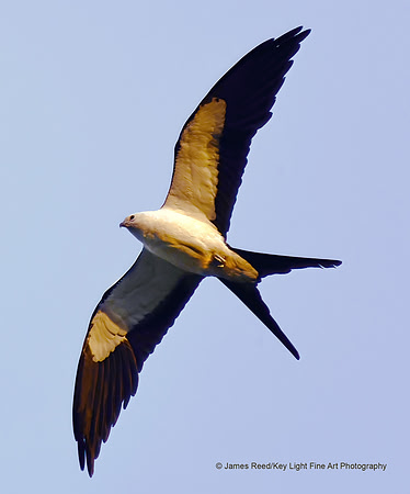 swallow tail kite 001 small