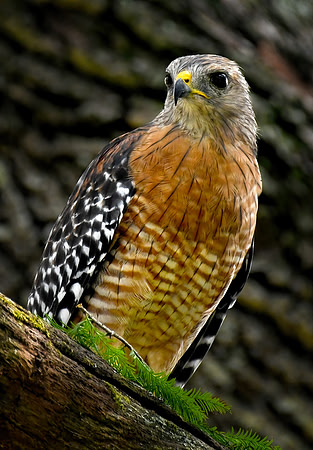hawk 001 small