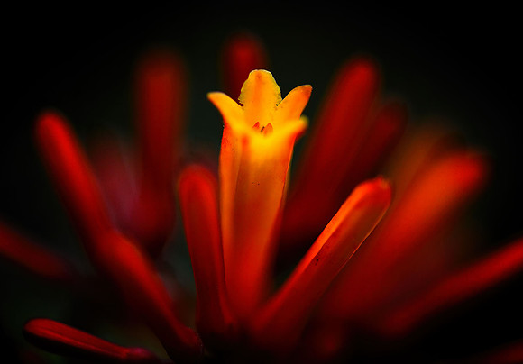 firebush 001
