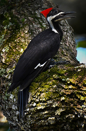 pileated woodpecker on moss perch 001