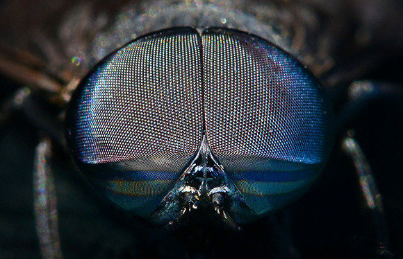 black horse fly compound eyes 001b