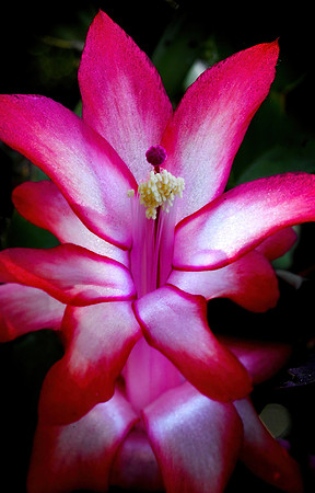 christmas cactus 001 small