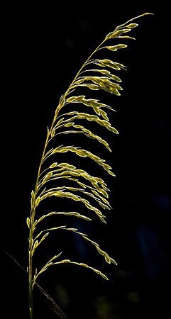 Tera Verde seaoats 001 small